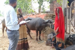 ujalaamilk-gallery-9